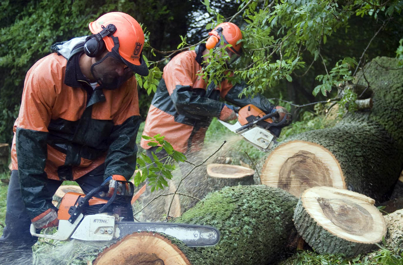 tree surgery