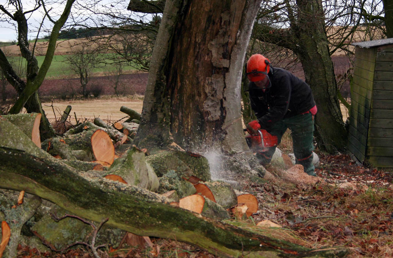 tree surgery