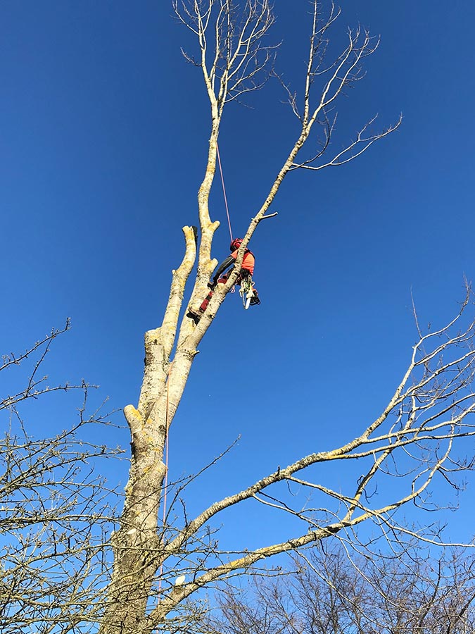 tree surgery