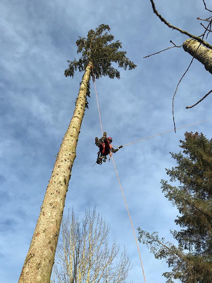 tree surgery