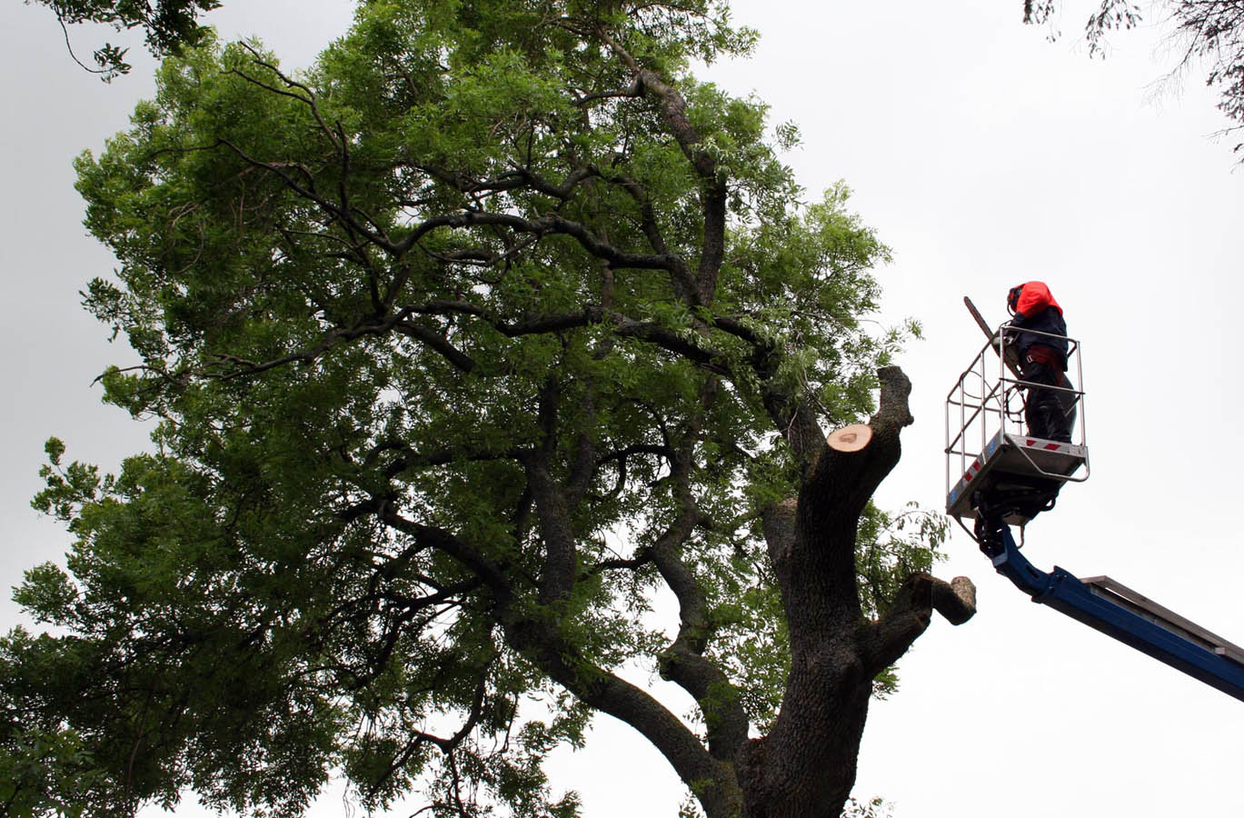 tree surgery