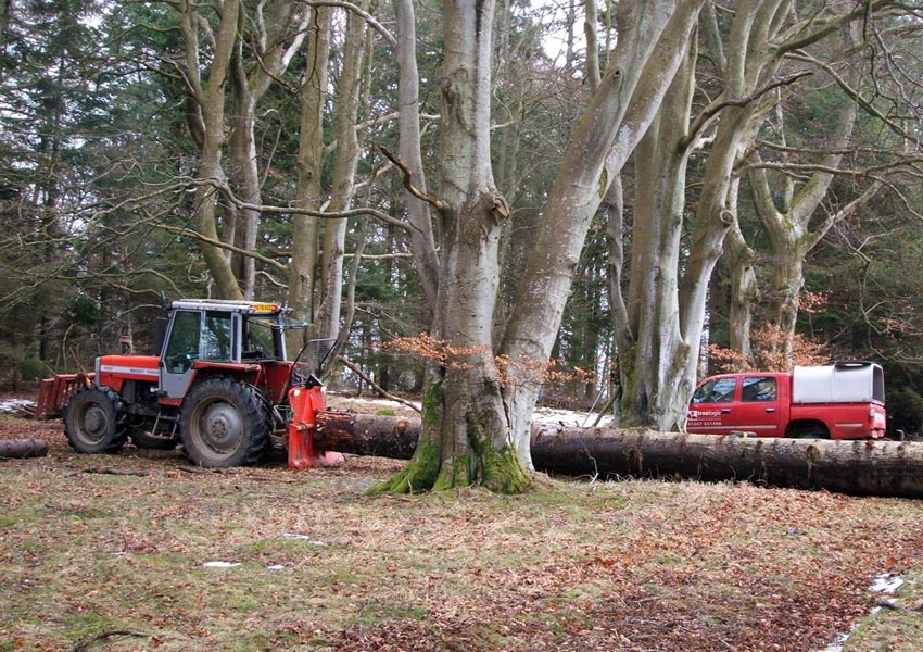 tree surgery