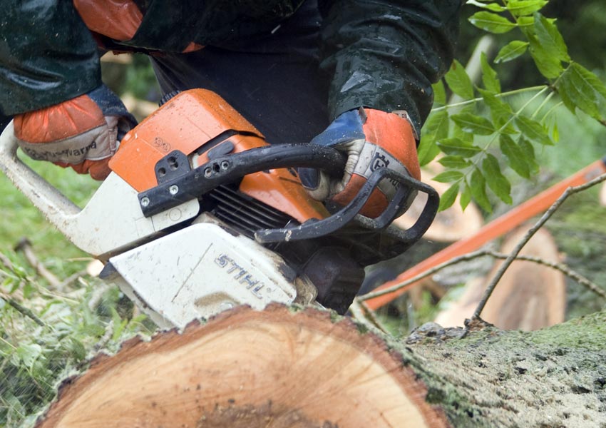 tree surgery