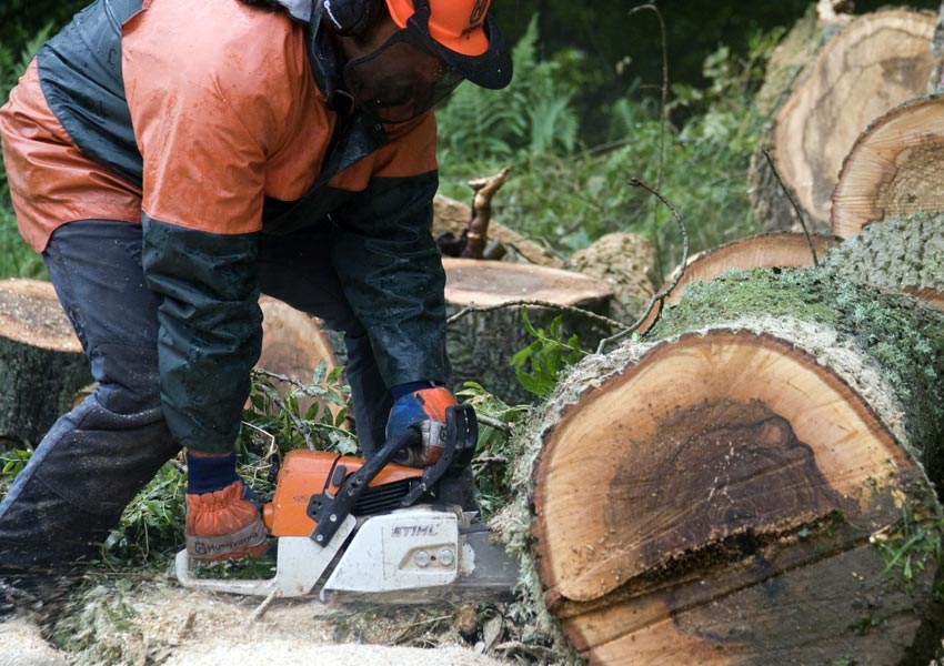 tree surgery